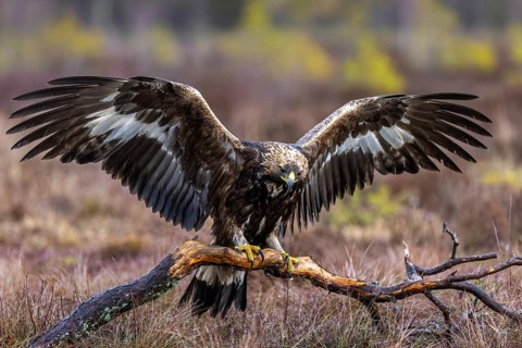 European golden eagle (Aquila chrysaetos chrysaetos) landing on branch with spread wings in