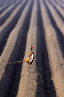 Common pheasant, ring-necked pheasant (Phasianus colchicus) male, cock calling from potato field in