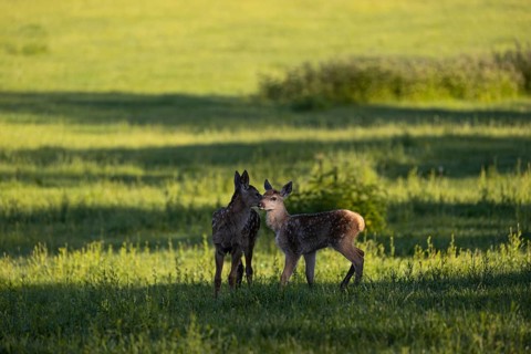 Two Altai maral calfs, Altai wapiti or Altai elk (Cervus canadensis sibiricus) roaming over a
