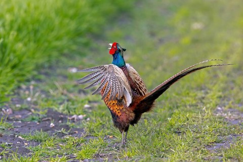 Common pheasant (Phasianus colchicus) male, cock displaying by flapping wings and calling in field