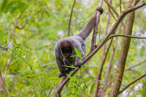A common woolly monkey, brown woolly monkey, or Humboldt's woolly monkey (3) (Lagothrix