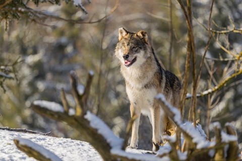 An adult male grey wolf (Canis lupus lupus) stands in the snow-covered undergrowth at the edge of a