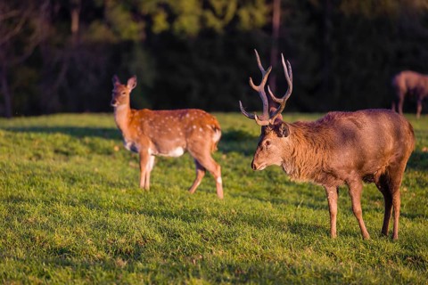 One male and one female Dybowsky deer (Cervus nippon hortulorum) stand on a green meadow. First