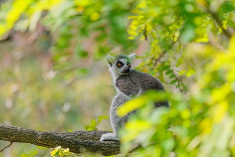 A ring-tailed lemur (Lemur catta) sits high up in a tree on a branch between fresh green leaves