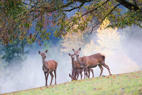 Five red deer hinds (Cervus elaphus) stand in a meadow, A forest with autumn leaves can be seen in