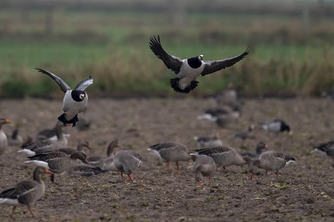 Barnacle goose, Texel, Netherlands