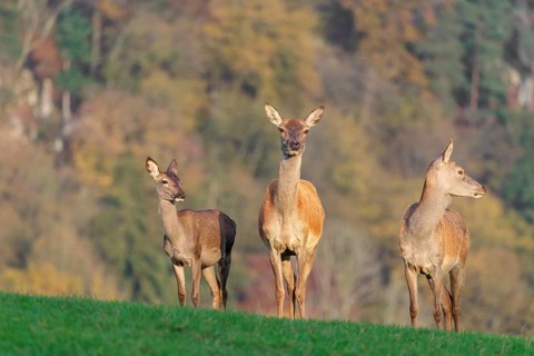Two adult red deer hinds (Cervus elaphus) and a calf are standing in a meadow in the beautiful