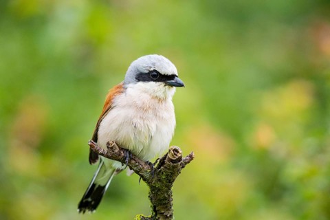 Red-backed shrike (Lanius collurio) ml Germany