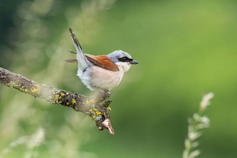 Red-backed shrike (Lanius collurio) ml Germany