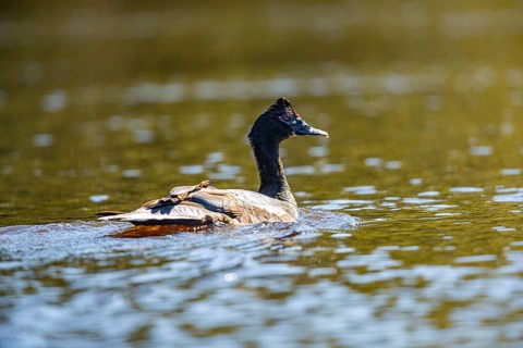 Muscovy duck (Cairina moschata) Pantanal Brazil