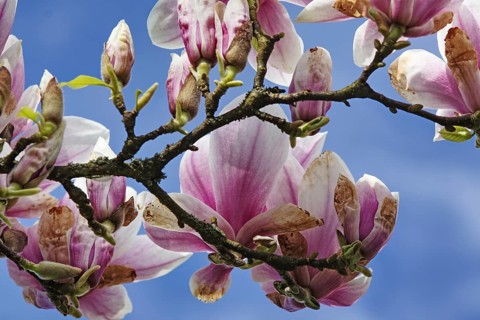 Magnolia branch with several pink flowers against the blue sky, Siegen, North Rhine-Westphalia,
