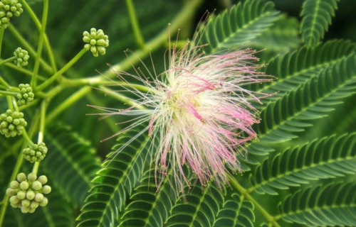Close-up of the blossom of the silk tree (Albizia julibrissin) with filigree leaves, Nettetal,