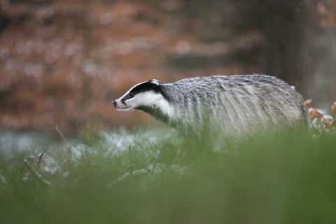 Badger in the snow, Wittlich, Rhineland-Palatinate, Germany, Europe