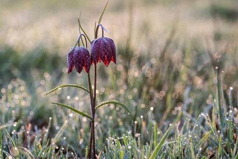 Snake's Head Fritillary (Fritillaria meleagris), Emsland, Lower Saxony, Germany, Europe