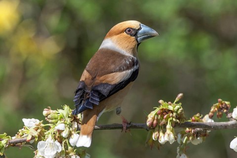 A male hawfinch (Coccothraustes coccothraustes) sitting on the blossoming branch of a cherry tree