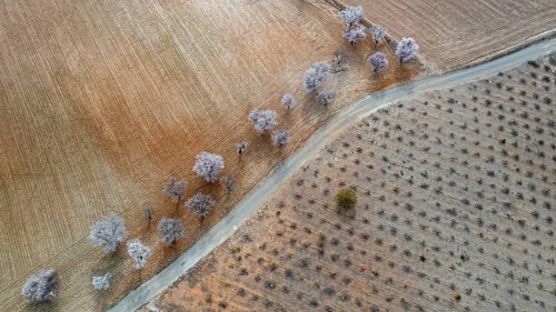 Aerial view, blossoming almond trees, plantation, Andalusia, Spain, Europe