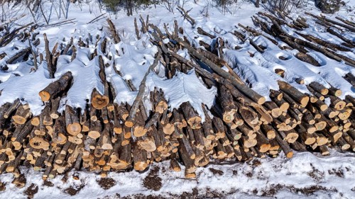 Tree trunks stored after cutting and before being transported to the pulp mill. Region of La