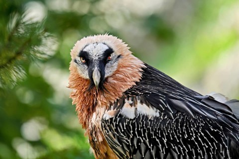 Bearded vulture or lammergeier (Gypaetus barbatus), portrait, captive, Canton Schwyz, Switzerland,