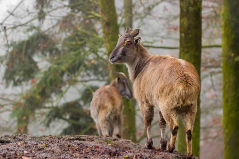 Two female Himalayan Tahr (Hemitragus jemlahicus) stand in the forest on a foggy day