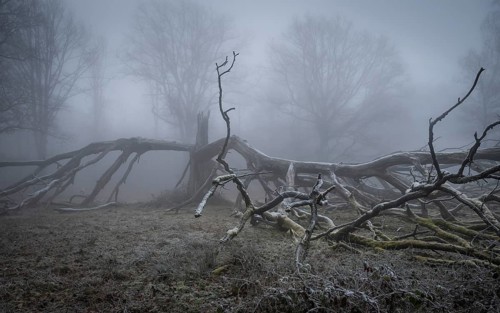 Old, lightning-split, solitary oak tree on a cold and foggy day, Hohenlohe, Baden-Württemberg,