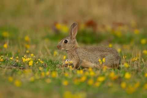 Rabbit (Oryctolagus cuniculus) wild adult animal in grassland with yellow summer flowers, England,