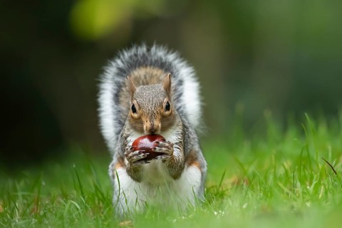 Grey squirrel (Sciurus carolinensis) adult animal feeding on a Horse chestnut tree nut or conker in