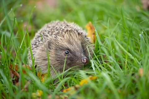 European hedgehog (Erinaceus europaeus) adult animal amongst fallen autumn leaves on a garden lawn,