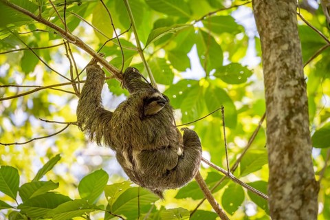 Brown-throated sloth (Bradypus variegatus) with young in a tree, Cahuita National Park, Costa Rica,
