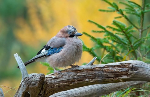 Eurasian jay (Garrulus glandarius), sitting on a branch, Terfens, Tyrol, Austria, Europe