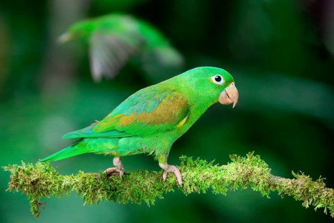 Orange-chinned Parakeet (Brotogeris jugularis) sitting on a branch, Costa Rica, Central America