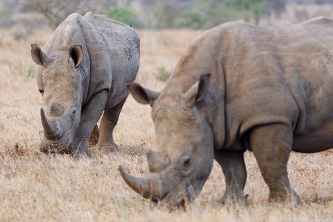 Southern white rhinoceros (Ceratotherium simum simum) with birds, two adult males feeding on dry