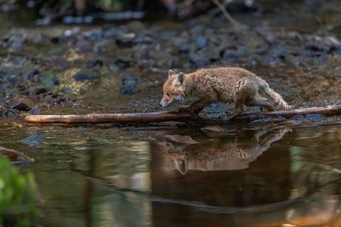 One young red fox, Vulpes vulpes, walking through a shallow forest creek in late light. Searching