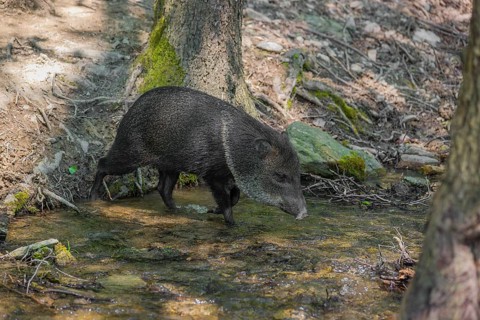 A collared peccary (Dicotyles tajacu) crosses a small creek in a forest