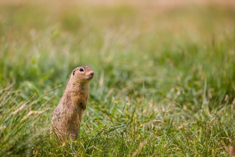 A European ground squirrel (Spermophilus citellus) or European souslik stands erected in green