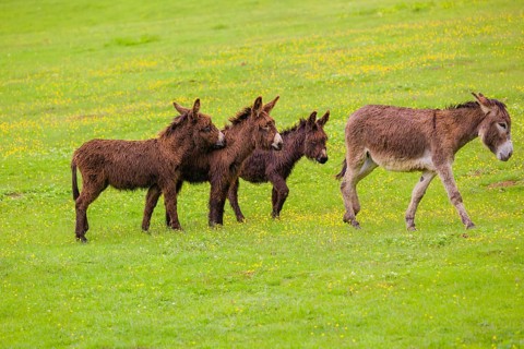 Three mixed breed donkey foals walk side by side to a bad tempered adult female donkey in a paddock