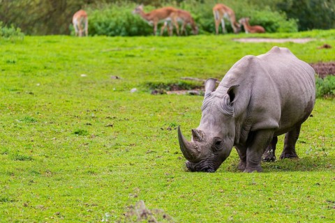 A white rhinoceros (Ceratotherium simum) stands grazing on a fresh green meadow