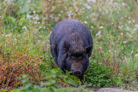 One Minipig, Sus scrofa domesticus, standing in a flowering meadow