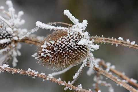 Wild teasel (Dipsacus fullonum), dried inflorescences with hoarfrost, North Rhine-Westphalia,