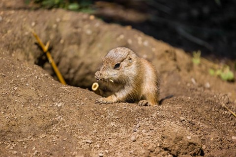 A black-tailed prairie dog cub (2 weeks old) (Cynomys ludovicianus) sits close to his den on sandy