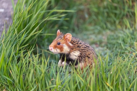 One European hamster (Cricetus cricetus), Eurasian hamster, black-bellied hamster or common