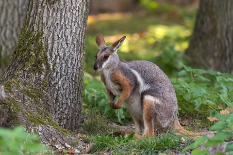 One yellow-footed rock-wallaby (Petrogale xanthopus), or ring-tailed wallaby sitting on grass