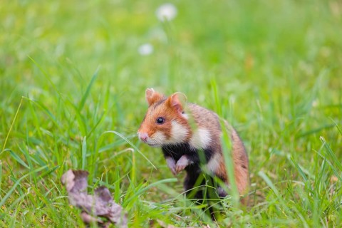 A European hamster (Cricetus cricetus), Eurasian hamster, black-bellied hamster or common hamster,