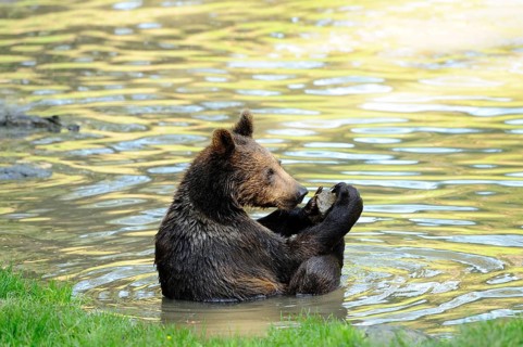 A bear sits in the water and holds something in its paws, surrounded by green nature, Eurasian