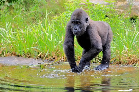 Western gorilla (Gorilla gorilla), young animal, at the water, splashing, playing, discovering