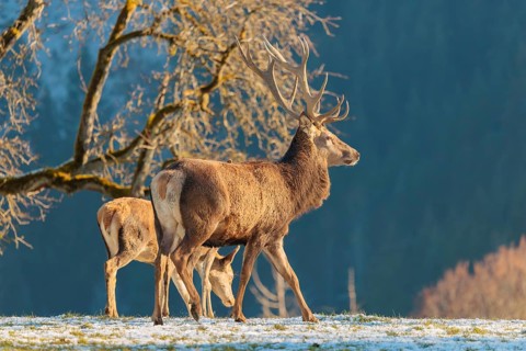 A red deer stag (Cervus elaphus) and two hinds stand in the first light of day on a meadow covered