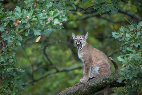 One young cougar, Puma concolor, sitting on a big branch high up in an oak tree. Yawning