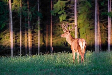 An Altai maral stag, Altai wapiti or Altai elk (Cervus canadensis sibiricus) stands in a meadow in
