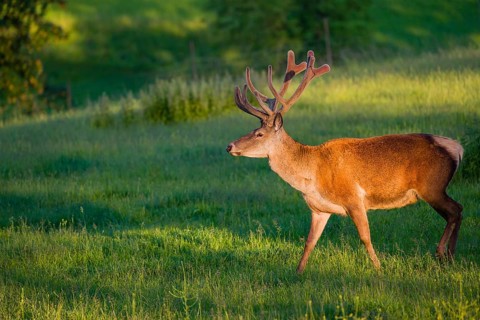 An Altai maral stag, Altai wapiti or Altai elk (Cervus canadensis sibiricus) stands in a meadow in