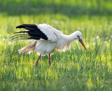 White stork (Ciconia ciconia) foraging in a meadow, spider threads on the grass, Lower Saxony,