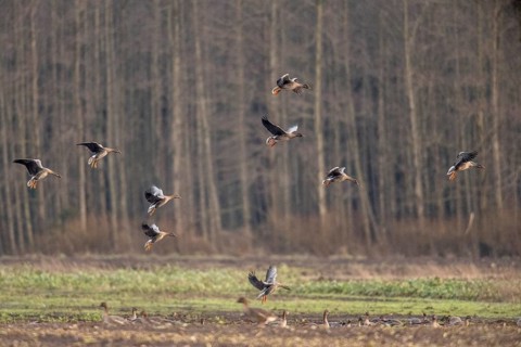 Bean geese (Anser fabalis), flying, Emsland, Lower Saxony, Germany, Europe